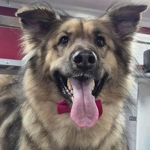 Husky with a brushed double coat