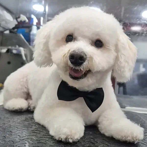 Bichon Frise with a rounded face trim