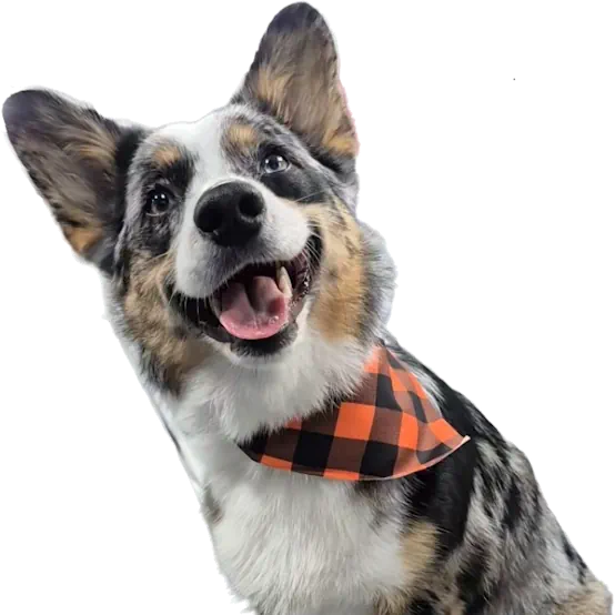Dog portrait