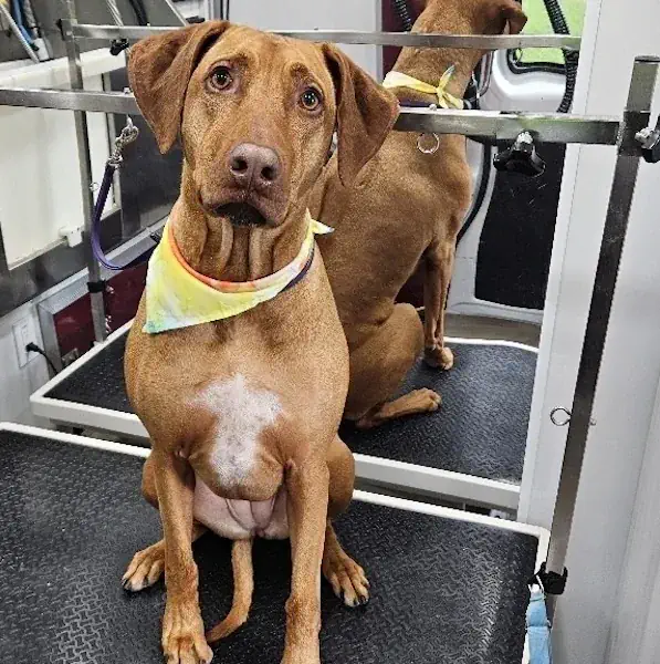 Ridgeback with a short, smooth coat