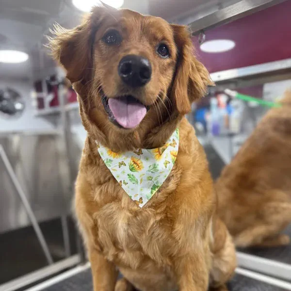 Golden Retriever after mobile dog grooming and professional coat care in Denver Metro