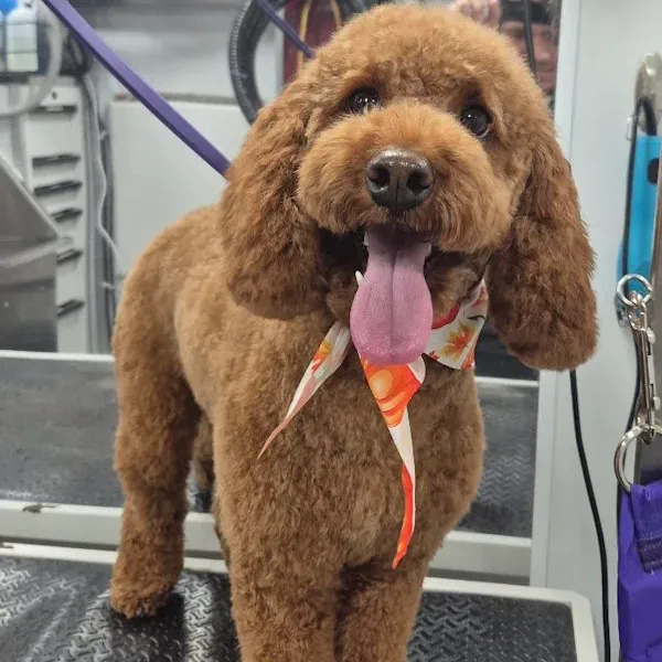 Goldendoodle with a trimmed coat