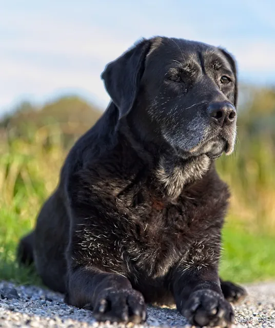 Senior dog receiving gentle one-on-one grooming