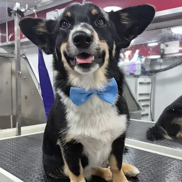 Corgi mix with a brushed coat